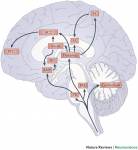 Brainstem cerebellum thalamus cortex