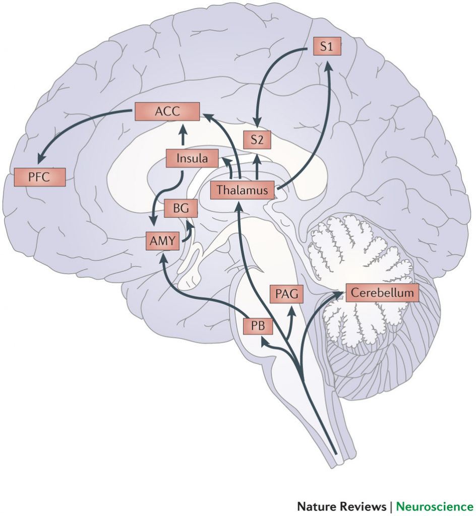 Brainstem cerebellum thalamus cortex