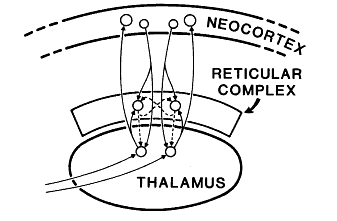 Crick Fig 1 Reticular thalamic complex