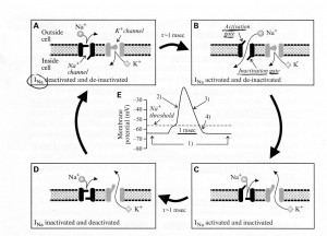 Sherman & Guillery Fig 2.4A Na K Gates