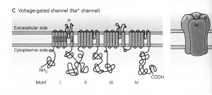 Kandel Fig 5-11c Voltage-gated Ion channel