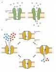Kandel Fig 5-19 Ion channels and pumps