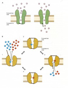 Kandel Fig 5-19 Ion channels and pumps