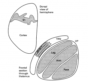 Sherman & Guillery Figure 3.11