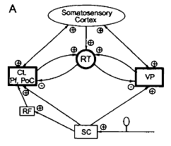 Jeanmonod etal Figure 7A RTN connections somatosensory