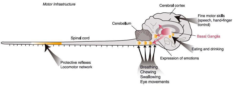 Grillner etal 2013 Fig 1