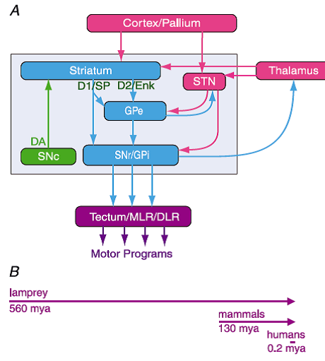 Grillner etal 2013 Fig 2