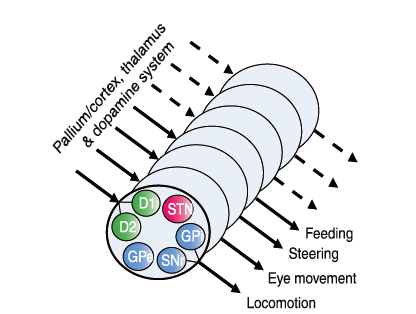 Grillner etal 2013 Fig 3