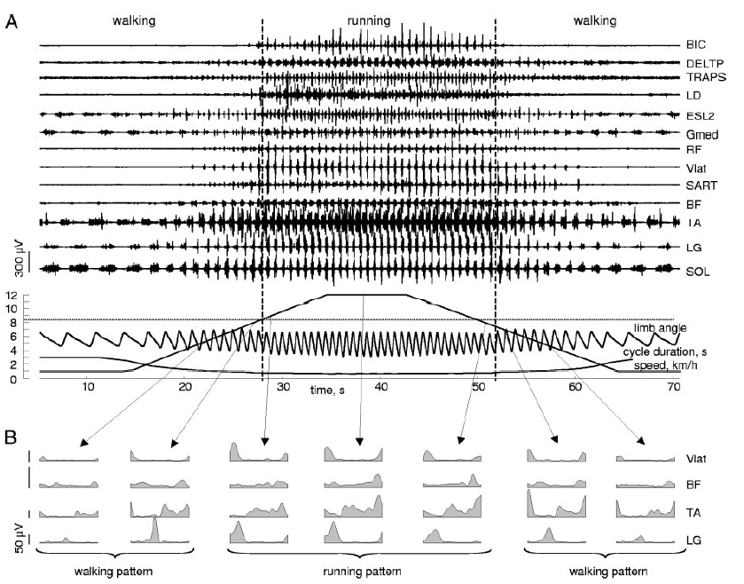 Ivanenko etal 2006 Fig 2