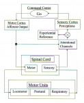 Locomotor signal processing (2008)