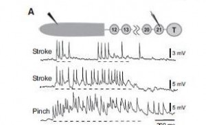 Mullins et al 2011 Fig 5 top