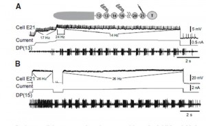 Mullins et al 2011 Fig 7 top