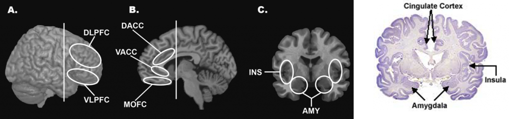 PFC Cingulate amygdala insula