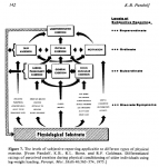 Pandolf schema 1983