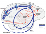 Cisek Kalaska Neural mechanisms 2010 Fig 1