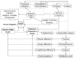 Davenport 2007 Fig 2 resp gating model