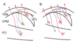 Lam & Sherman Fig 10 Spatial organization thalamocortical pathway