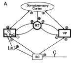 Jeanmonod etal Figure 7A RTN connections somatosensory