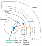 Guillery etal 1997 Figure 1