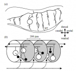 Humphries etal 2007 Fig 2