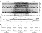 Ivanenko etal 2006 Fig 2