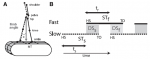 Malone etal 2012 Fig 2