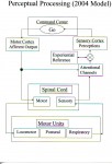 Perceptual Processing Model