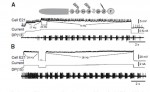 Mullins et al 2011 Fig 7 top