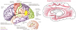 PFC PMC Insula S Long Fasc