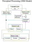 Perceptual Processing 2004
