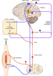 Proske Gandevia Proprioception 2012 Fig 16