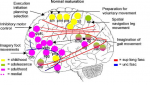Scherder etal 2012 Fig 1A