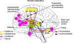 Scherder etal 2012 Fig 2A