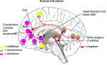 Scherder etal 2012 Fig 3A